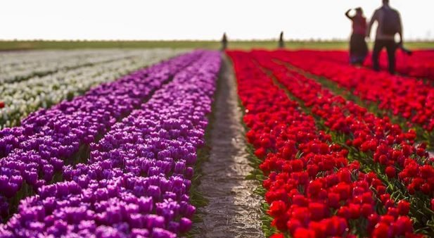Burası Hollanda değil burası Konya!