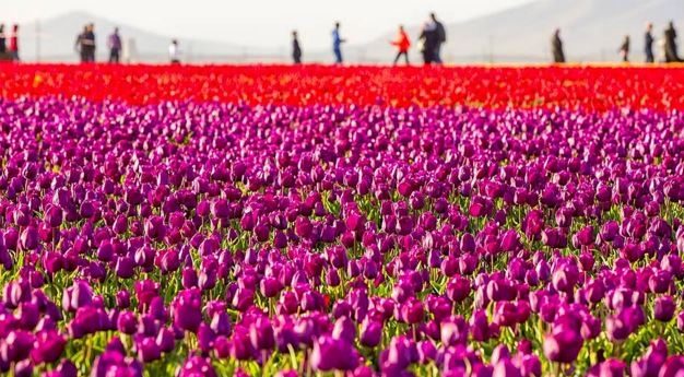 Burası Hollanda değil burası Konya!