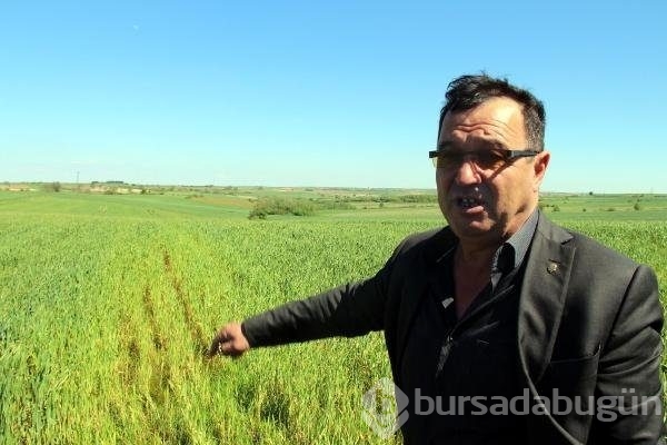 Edirne'de buğday ekili tarlalarda virüs alarmı