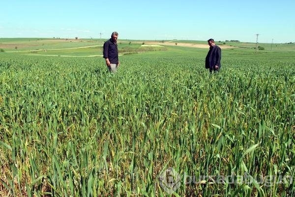Edirne'de buğday ekili tarlalarda virüs alarmı