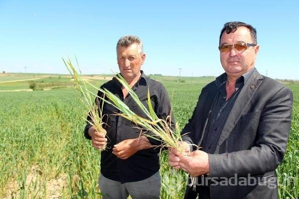 Edirne'de buğday ekili tarlalarda virüs alarmı