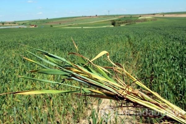 Edirne'de buğday ekili tarlalarda virüs alarmı