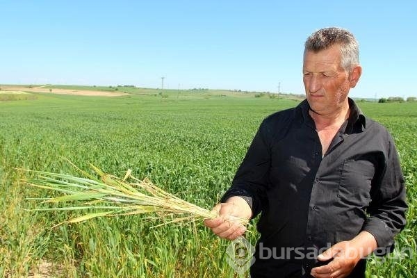 Edirne'de buğday ekili tarlalarda virüs alarmı