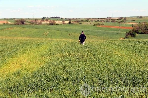 Edirne'de buğday ekili tarlalarda virüs alarmı