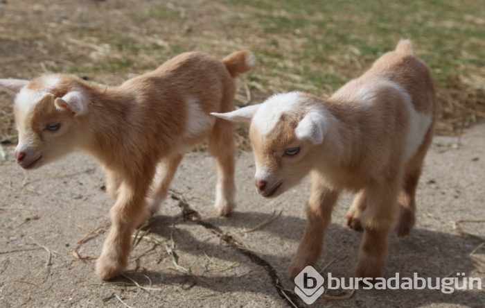 Köpeklerde görülürdü ama bu seferki başka