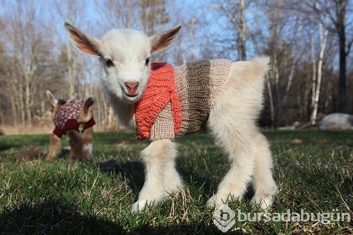 Köpeklerde görülürdü ama bu seferki başka