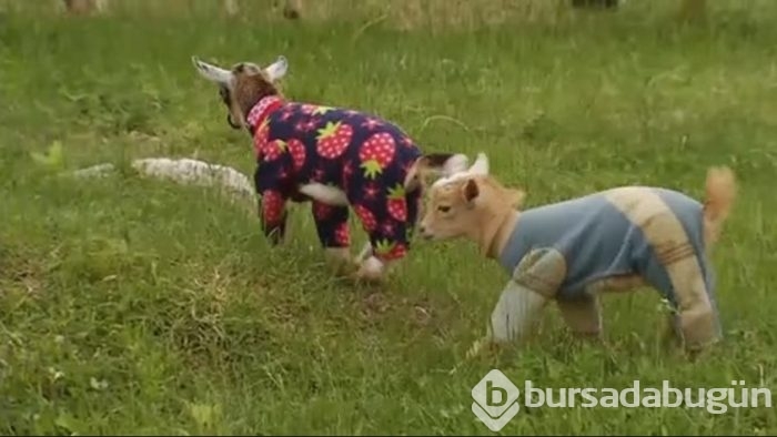 Köpeklerde görülürdü ama bu seferki başka
