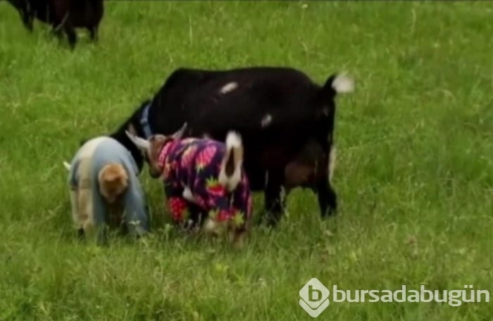 Köpeklerde görülürdü ama bu seferki başka