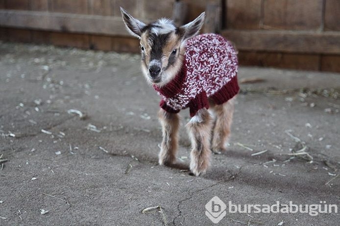Köpeklerde görülürdü ama bu seferki başka