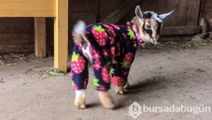 Köpeklerde görülürdü ama bu seferki başka