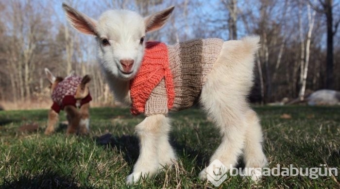 Köpeklerde görülürdü ama bu seferki başka