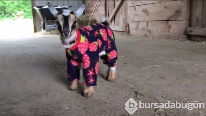 Köpeklerde görülürdü ama bu seferki başka