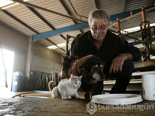 Dünyanın en yaşlı köpeği öldü