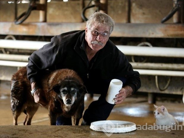 Dünyanın en yaşlı köpeği öldü