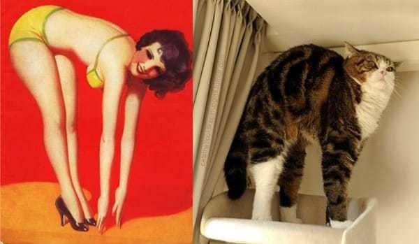 14 tuhaf poz ile kedilerin Pin-up kızları ile kıyasıya rekabeti