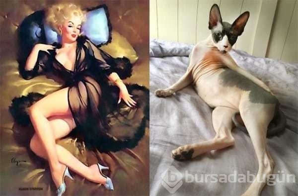 14 tuhaf poz ile kedilerin Pin-up kızları ile kıyasıya rekabeti