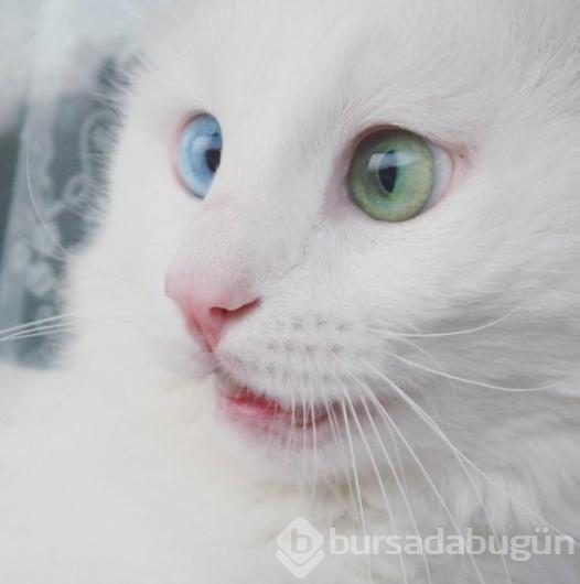 Aloş'un gözlerinde sihir var