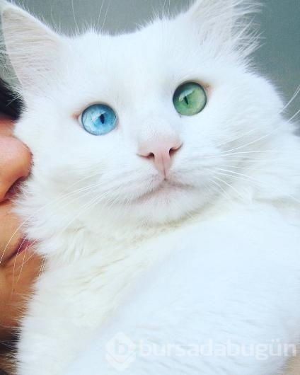 Aloş'un gözlerinde sihir var