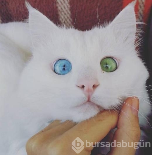 Aloş'un gözlerinde sihir var