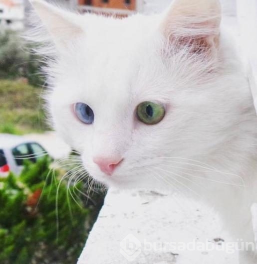 Aloş'un gözlerinde sihir var