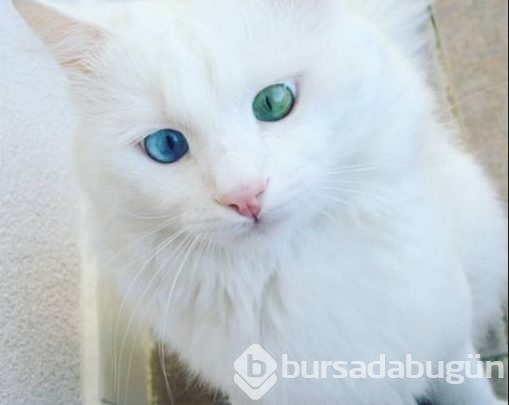 Aloş'un gözlerinde sihir var
