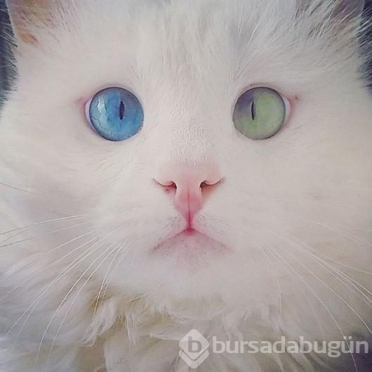 Aloş'un gözlerinde sihir var