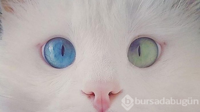 Aloş'un gözlerinde sihir var