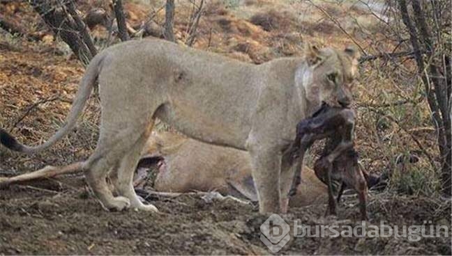 Avının hamile olduğunu görünce bakın ne yaptı!