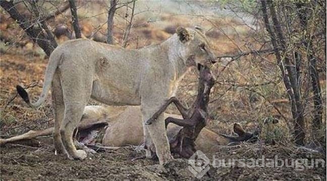Avının hamile olduğunu görünce bakın ne yaptı!