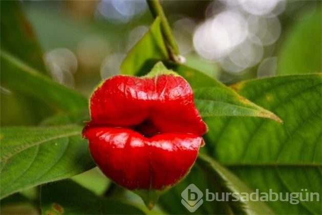 Çiçeklerin ilginç numaraları