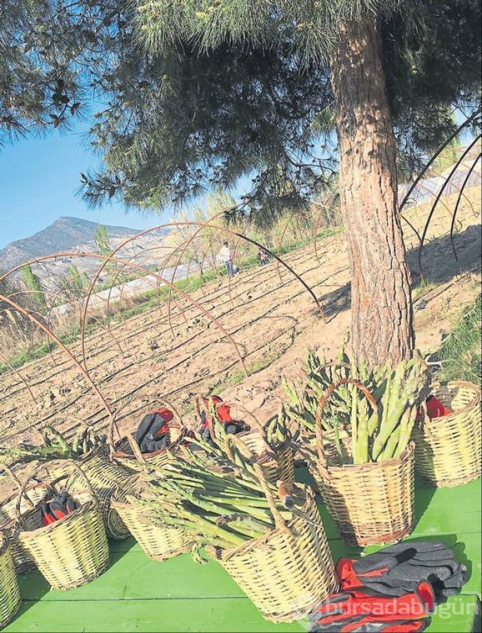 Mevsim normallerinin üzerinde güzel şeyler
