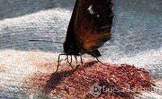 Birbirinden 'iğrenç' gerçekler
