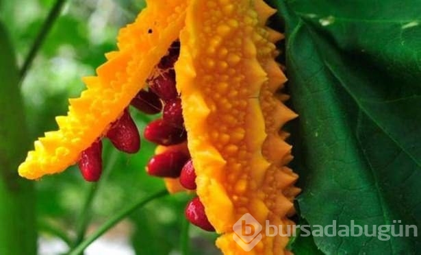 Adı gibi kudretli ama değeri yeterince bilinmeyen bir meyve: Kudret narı