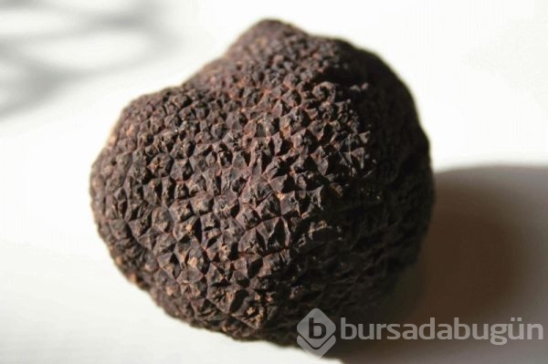 Orman Bakanlığı çalışma başlattı! Kilosu tam 3 bin TL

