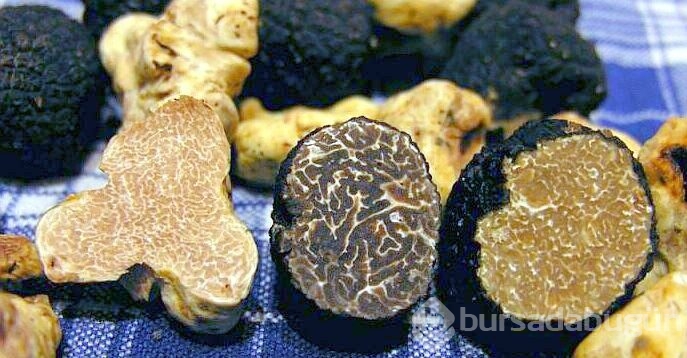 Orman Bakanlığı çalışma başlattı! Kilosu tam 3 bin TL
