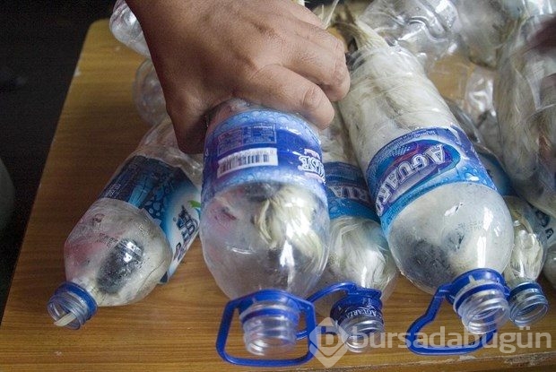 Boş su şişesinde hayvan kaçakçılığı
