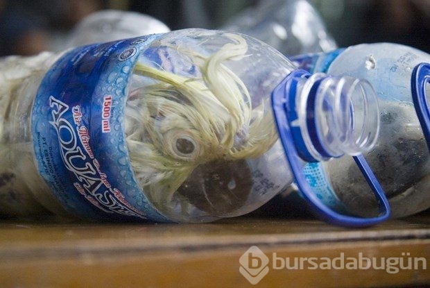 Boş su şişesinde hayvan kaçakçılığı
