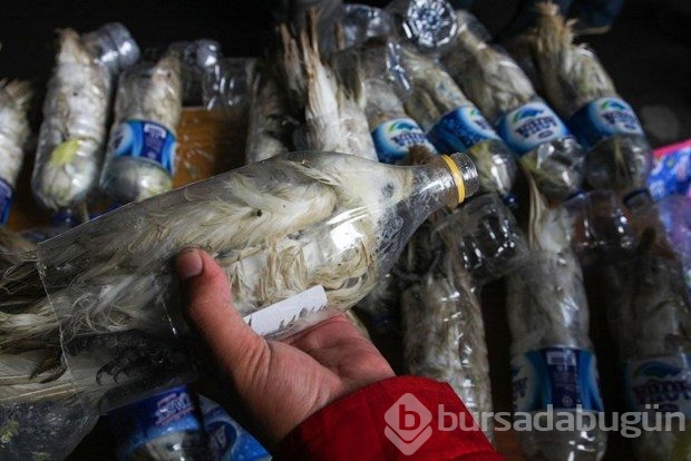 Boş su şişesinde hayvan kaçakçılığı
