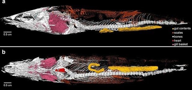 Dünya'nın en yaşlı kalbi 116 milyon yaşında
