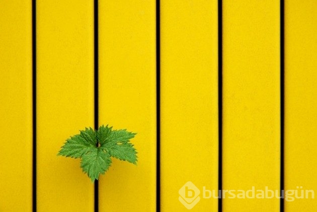 &#8203;Sadeliğin de güzel olduğunu kanıtlayan 20 minimalist fotoğraf