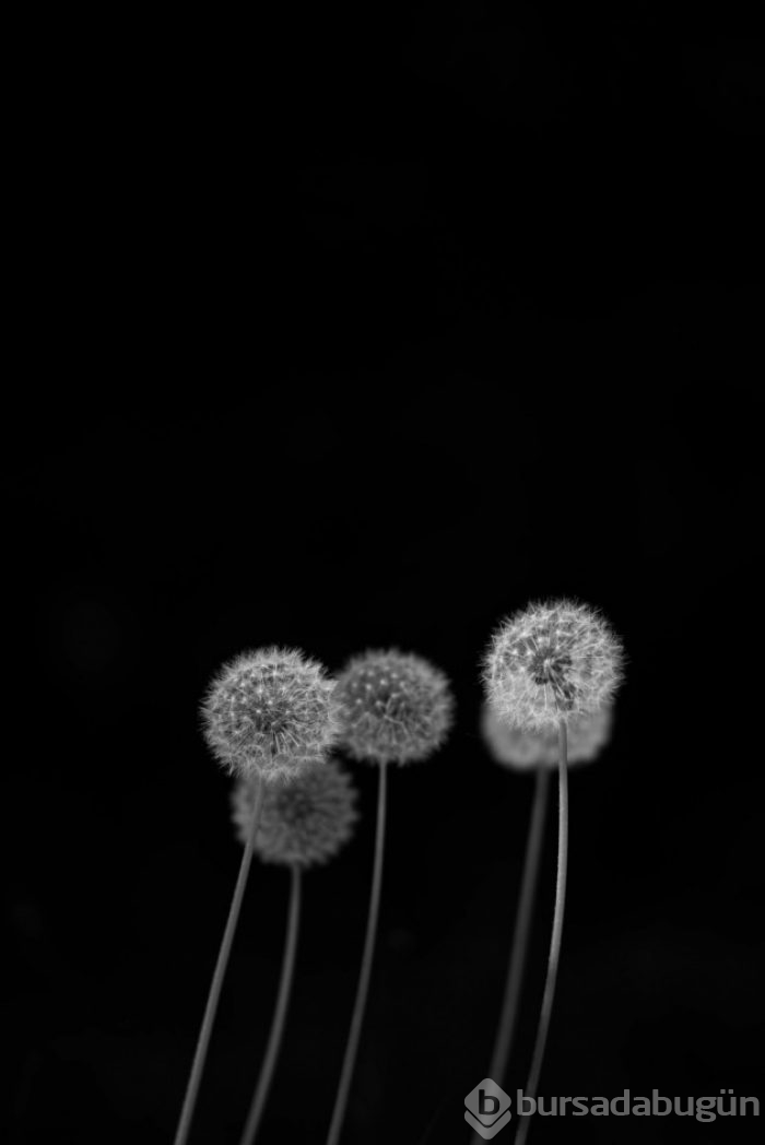 &#8203;Sadeliğin de güzel olduğunu kanıtlayan 20 minimalist fotoğraf
