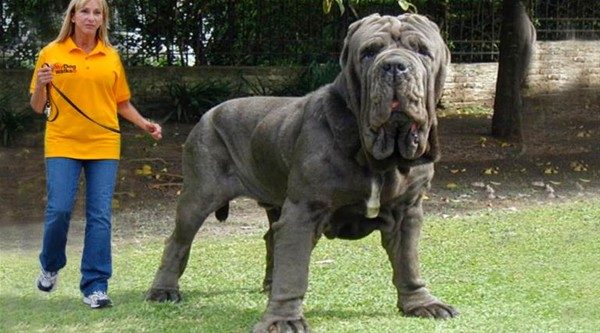 Dev köpekler
