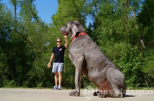 Dev köpekler
