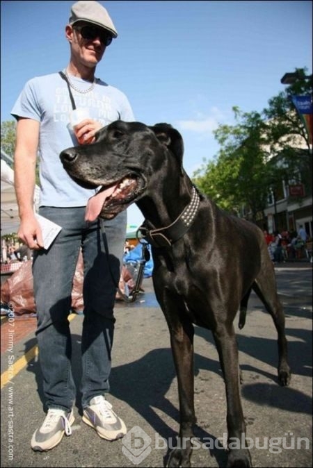 Dev köpekler
