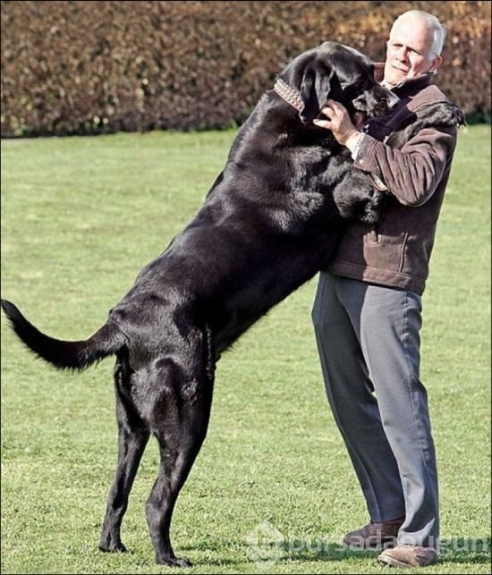 Dev köpekler
