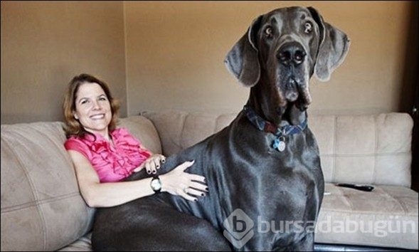Dev köpekler
