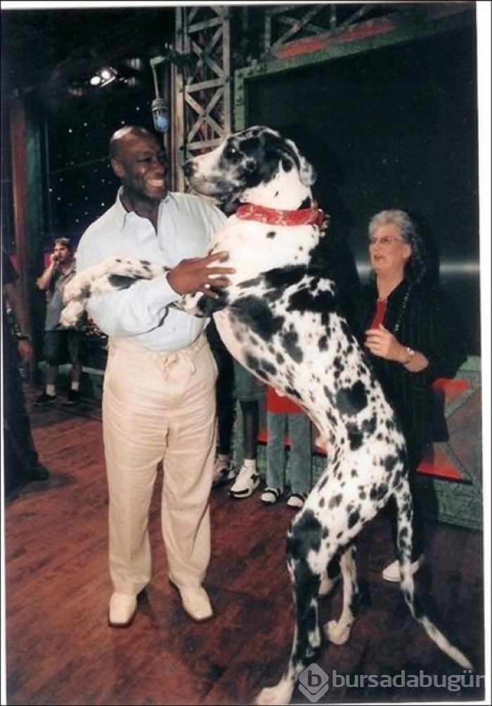 Dev köpekler
