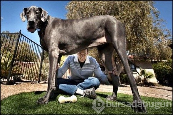 Dev köpekler
