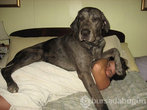 Dev köpekler
