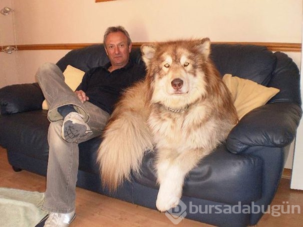 Dev köpekler
